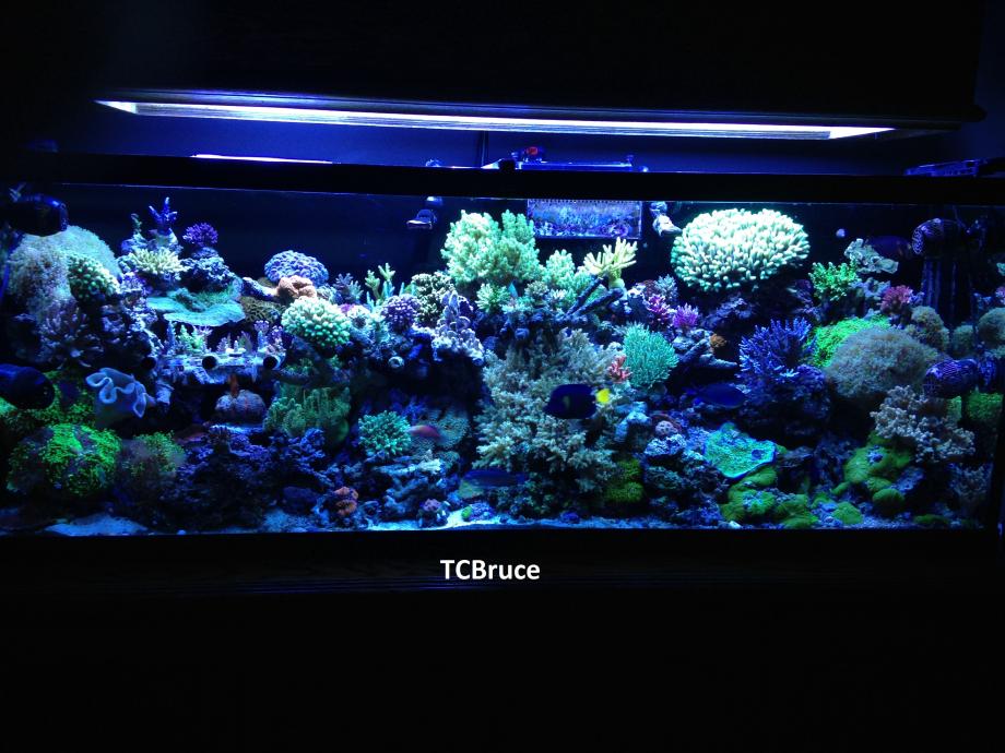 TCBruce Reef.jpg