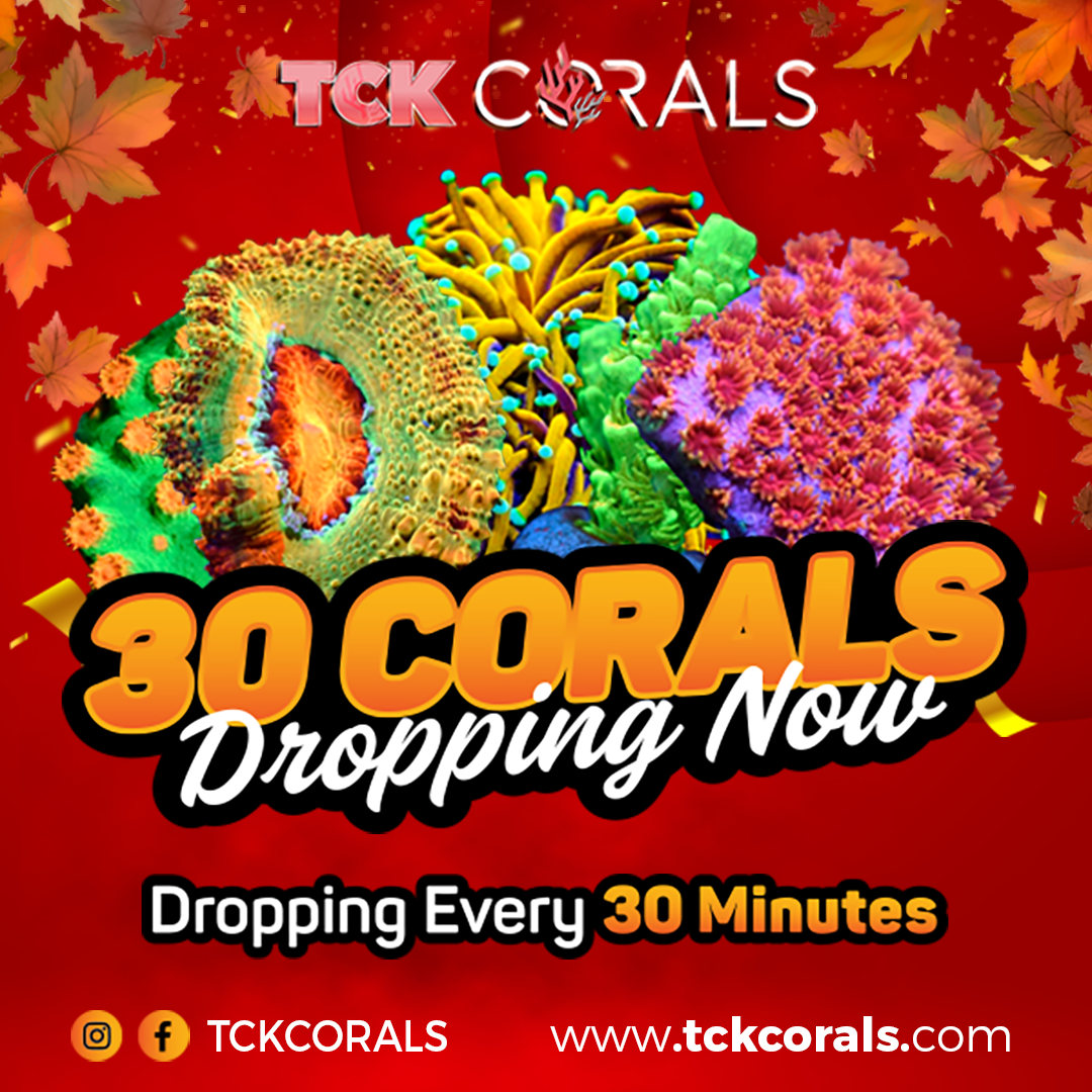 TCK 30 CORALS DROPPING NOW.png