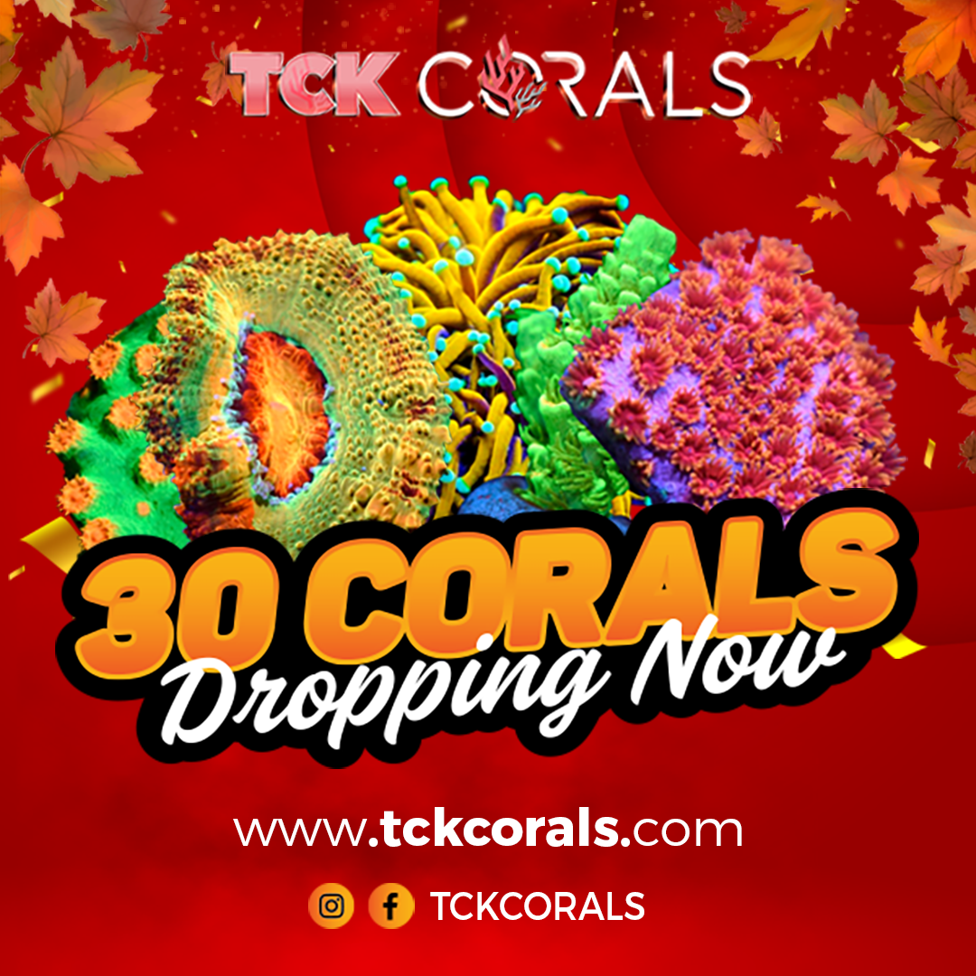 TCK 30 CORALS DROPPING NOW2 (1).png