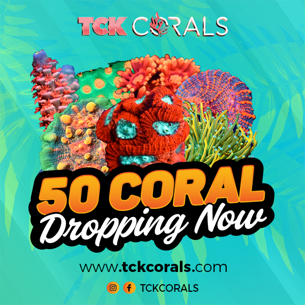 TCK 50 CORAL EVERY HOUR Dropping Now.png