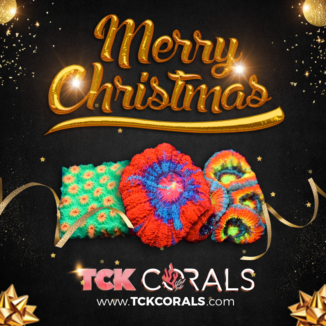 TCK MERRY CHRISTMAS Social Media Post Square 1080 x 1080.png