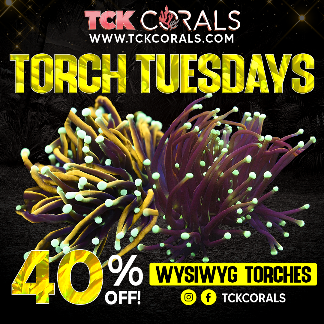 TCK TORCH TUESDAYS Social Media Post Square 1080 x 1080.png