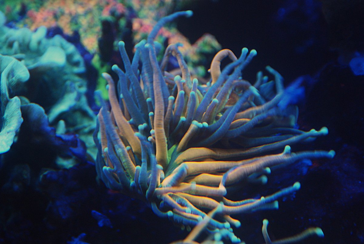 Teal Tip Tiger Torch.jpeg