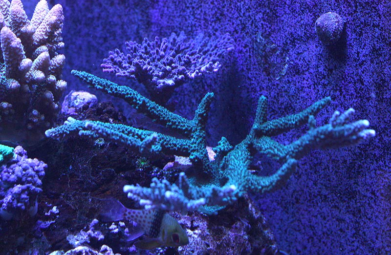 teal_stag.jpg