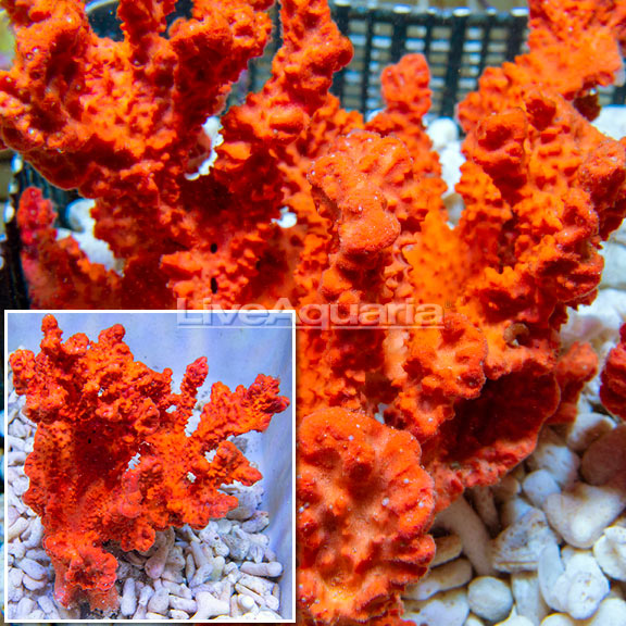 Teichaxinella sp._Orange Ruffled Sponge [Expert Only]_Item 072919020 (472923)_$49.99.jpg
