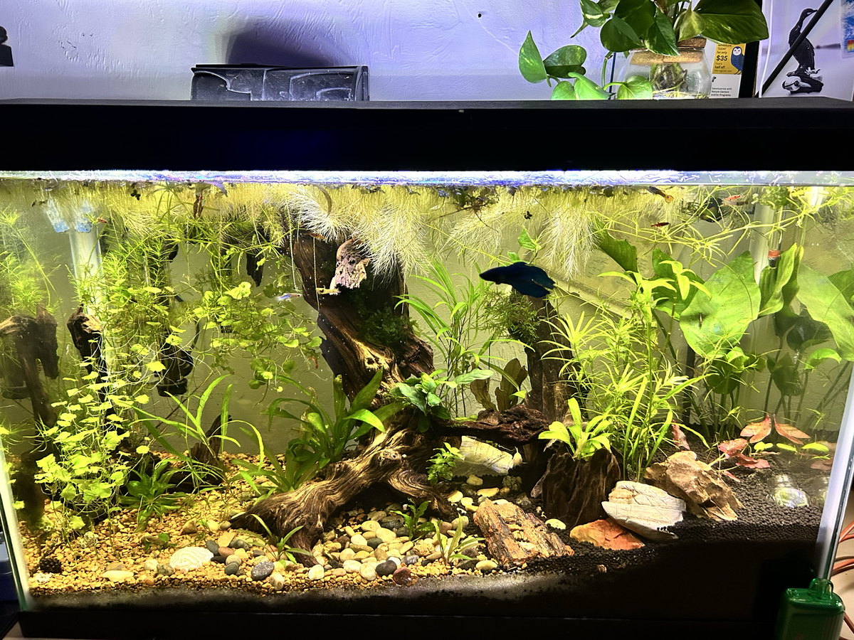 Hello - New to saltwater via Fish Rescue | Reef2Reef