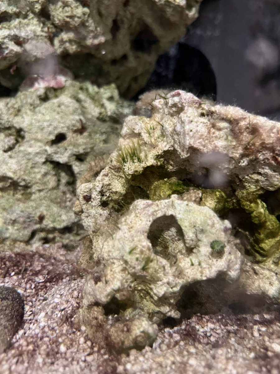 Help ID this algae and a way to get rid of it. | Reef2Reef