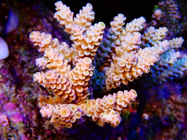 tenuis_rB_SPS_coral_color_under_LED_Aquarium_lights.jpeg