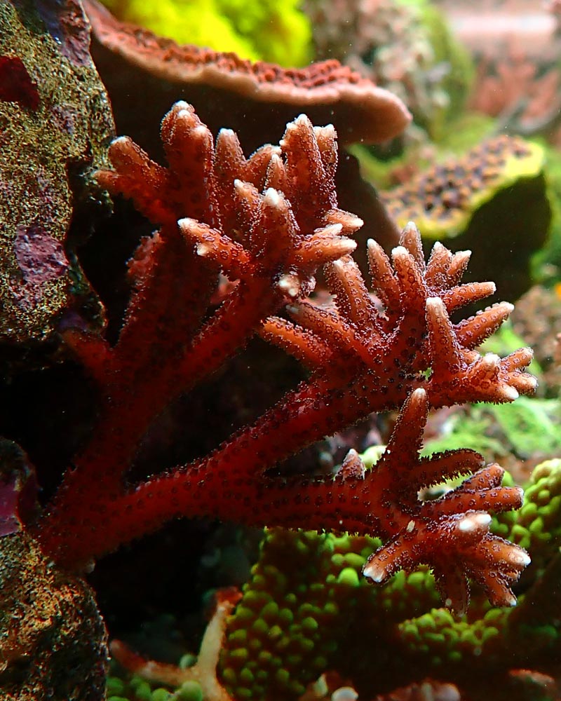 test-coral.jpg
