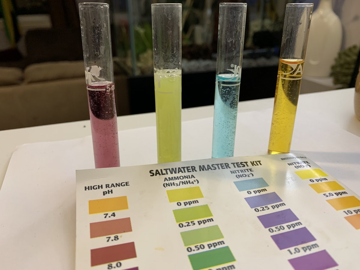 Build Thread - Defensive Reefing - Piloting a 50 gallon tank with no ...