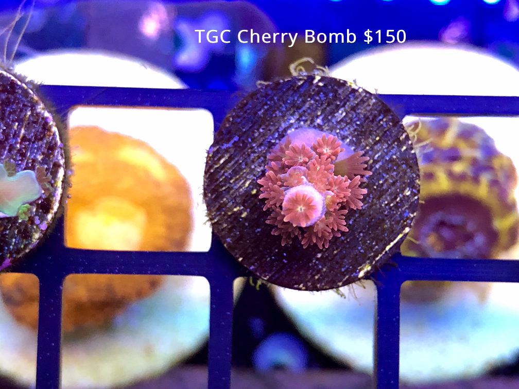 TGC cherry bomb.jpg