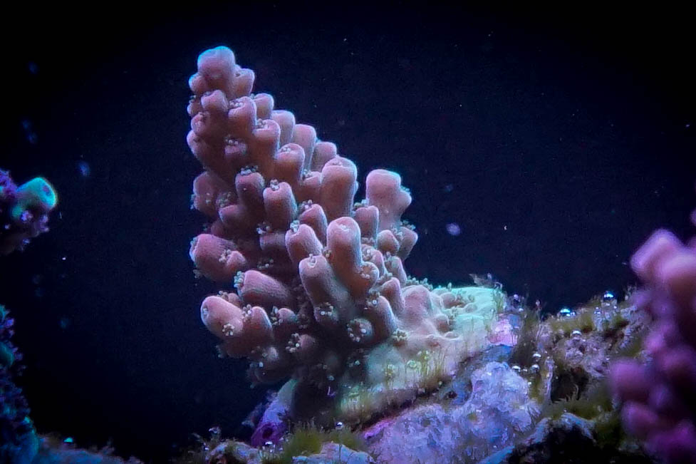 Build Thread - Sawcjack's Red Sea Reefer 750 XXL Build | Page 4 | Reef2Reef