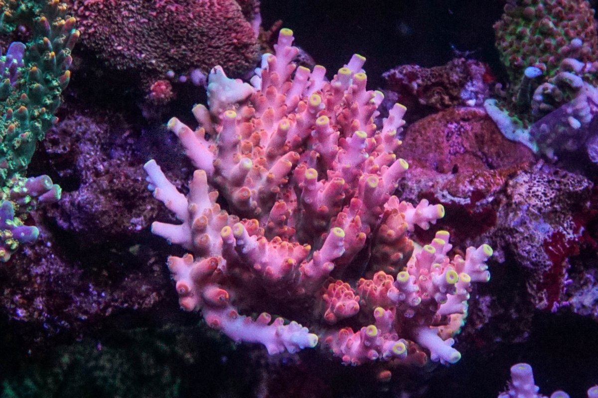 What are your top 10 favorite Acropora right now?! | Page 2 | Reef2Reef