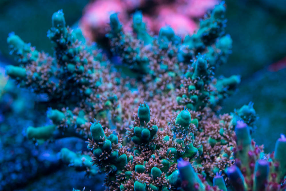 My Coral Collection - photo intense! | Reef2Reef