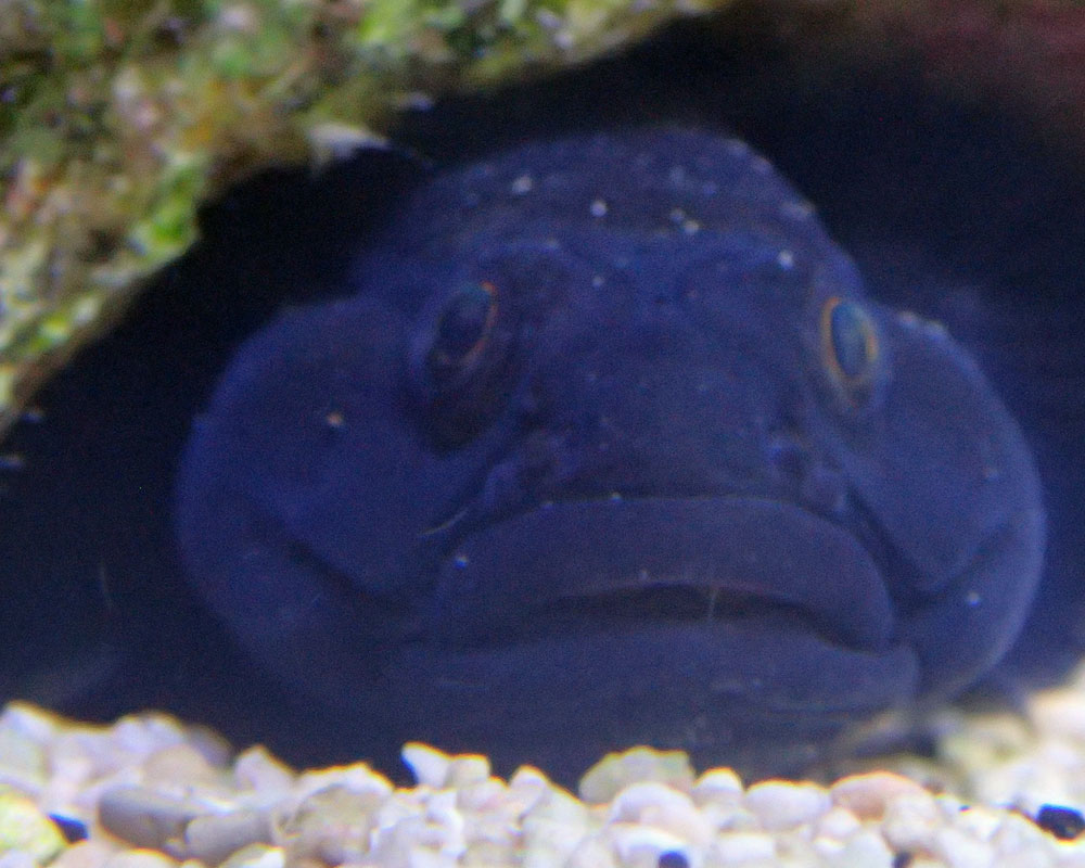 the-blub.jpg