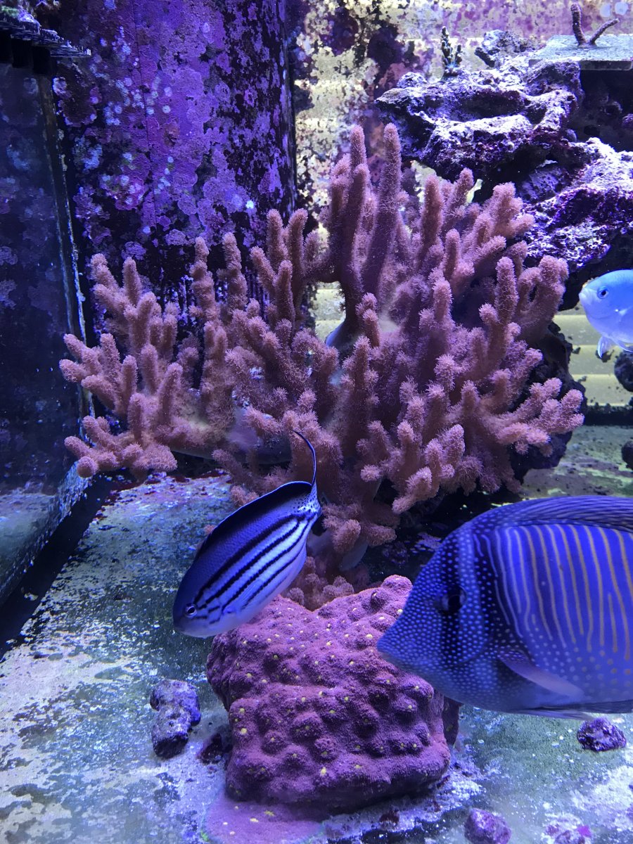 the coral I'm getting.jpeg