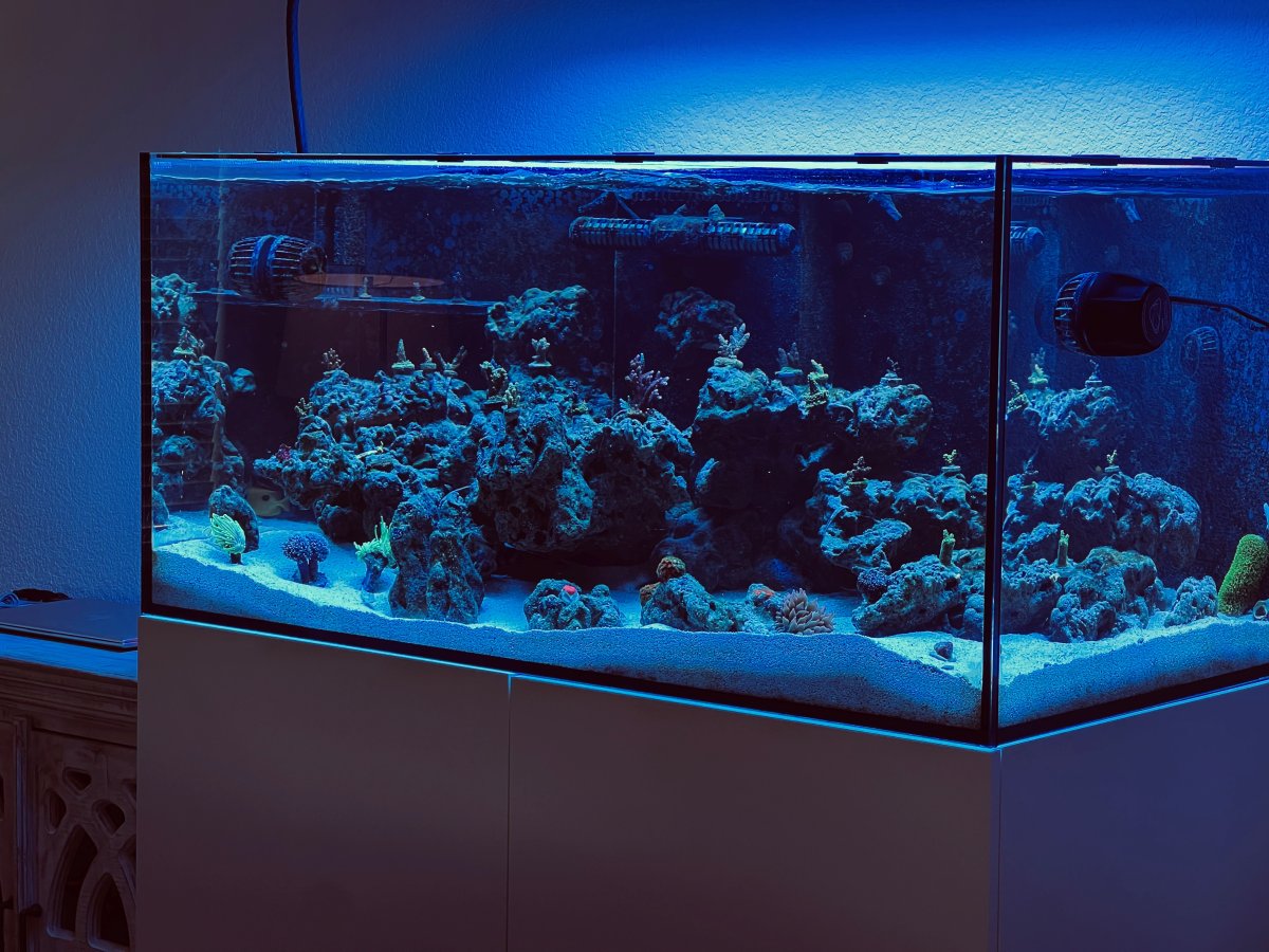 Heat Managment / new age / dilemma | Reef2Reef