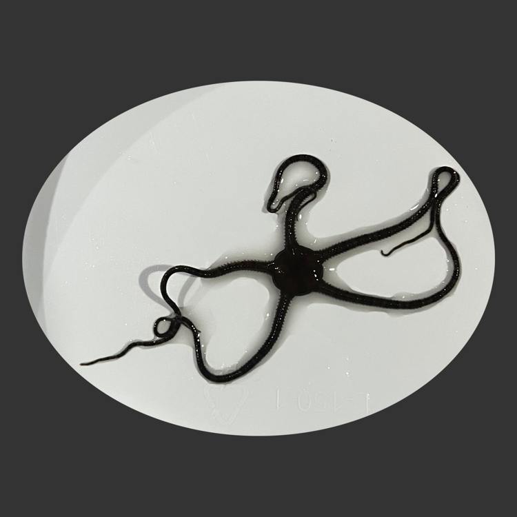 thread Serpent sm.png