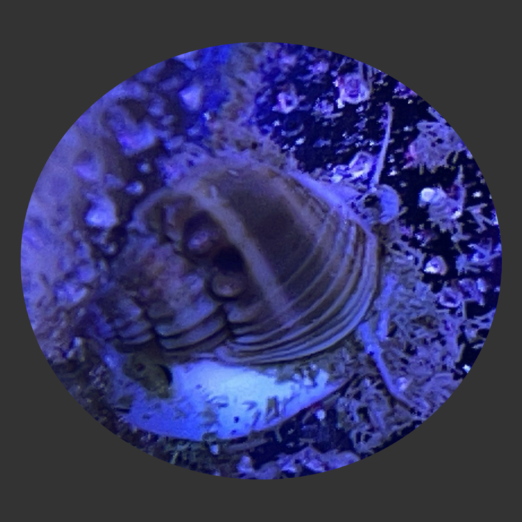 thread Tonga Nassarius.png