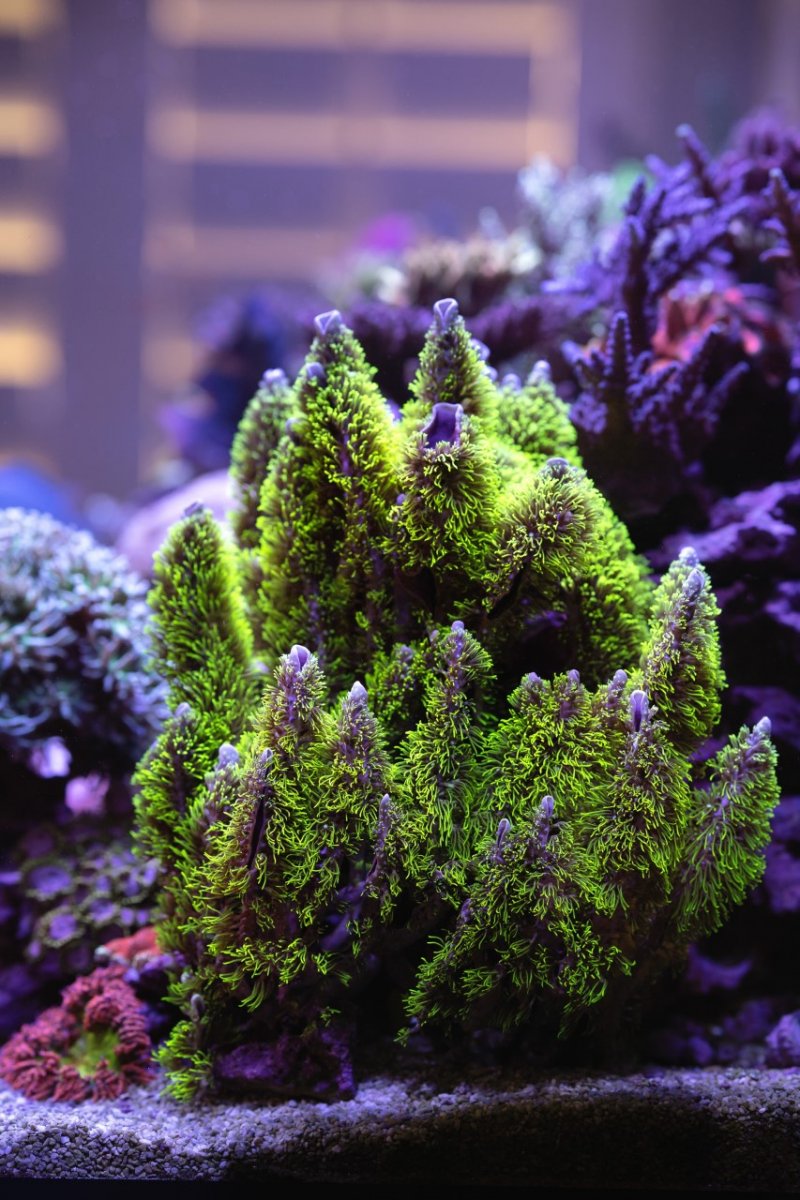 California - Branching GSP (July 2021 Batch) | REEF2REEF Saltwater and ...