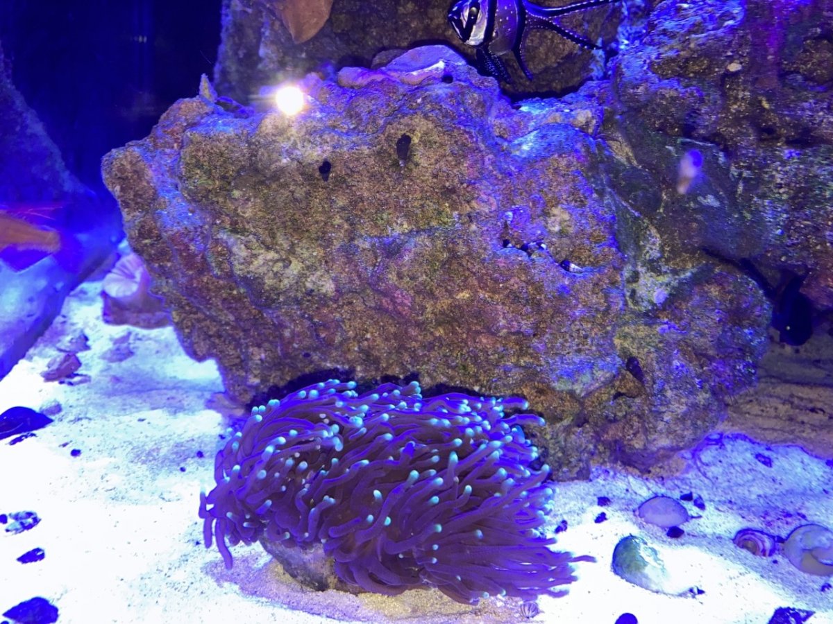 Hammer Coral closed up | REEF2REEF Saltwater and Reef Aquarium Forum