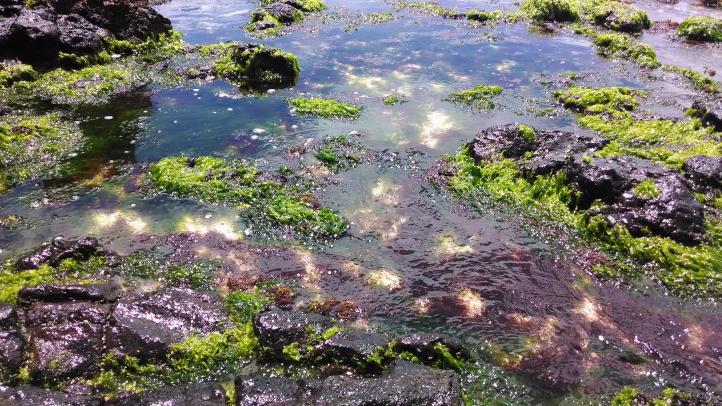Tide pool full of macro algae.jpg
