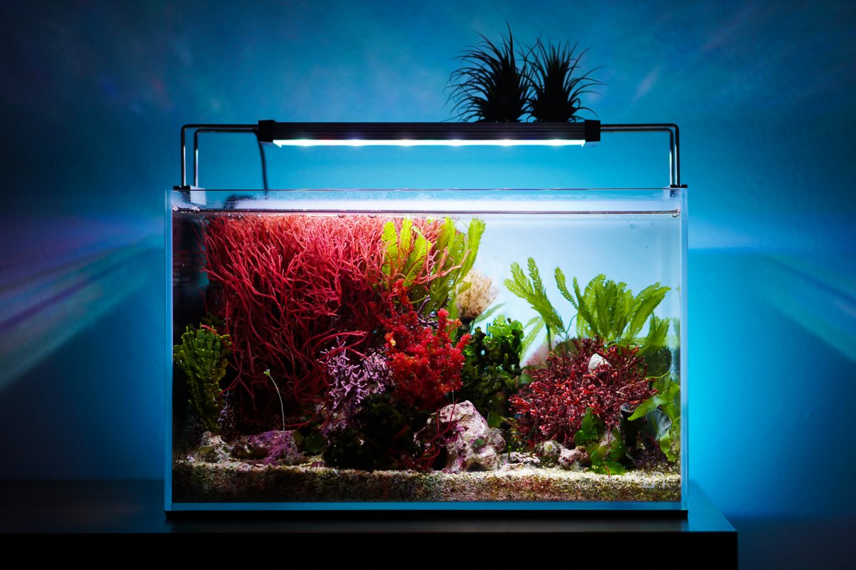 QUESTION OF THE DAY - Seaweed stakes and reef roots: What do you anchor ...