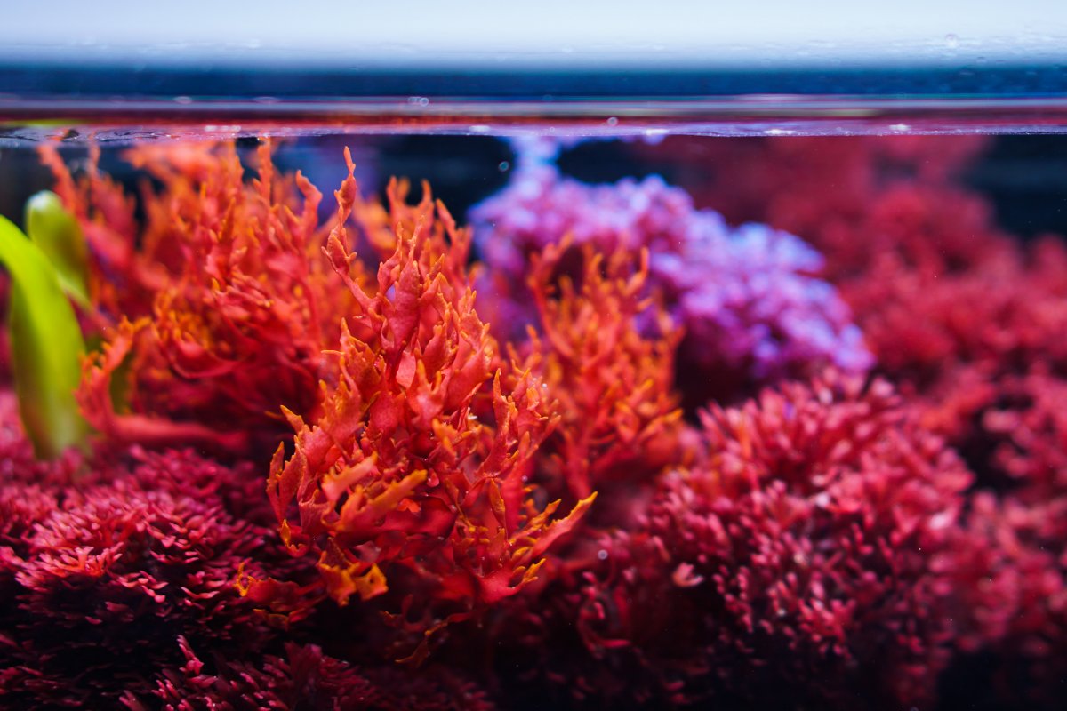 Seaweed in on sale saltwater aquarium