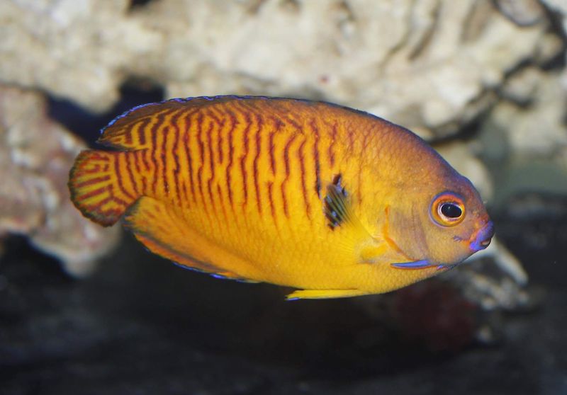 tiger-tail-coral-beauty-angelfish-orange-1.jpg