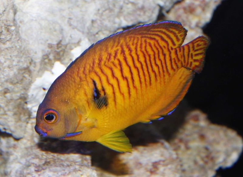 tiger-tail-coral-beauty-angelfish-orange2.jpg