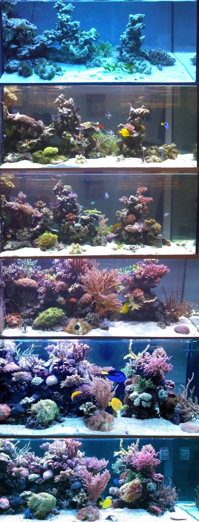Build Thread - My slice of the ocean | Page 3 | REEF2REEF Saltwater and ...