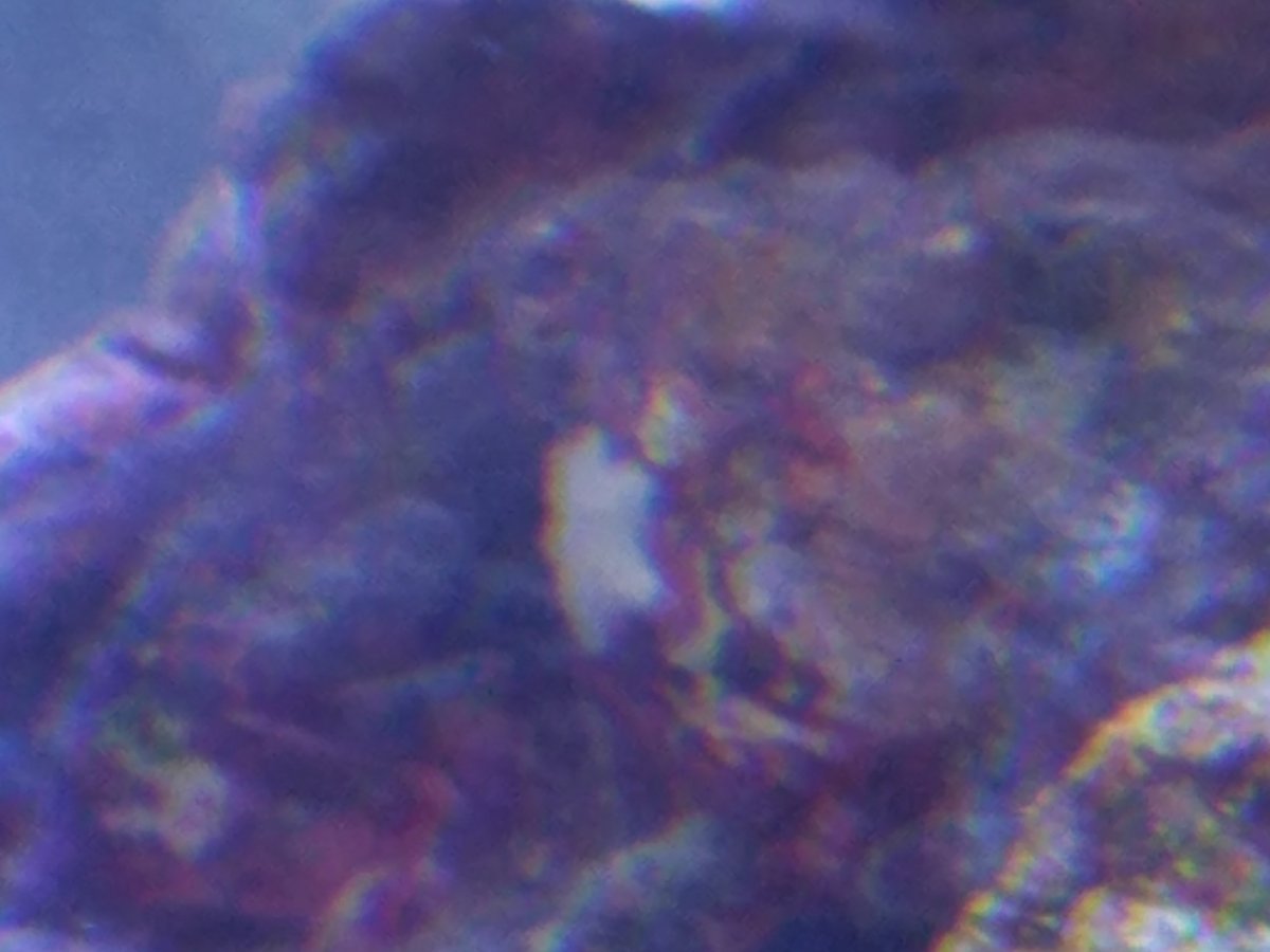 tiny_starfish_1.jpg