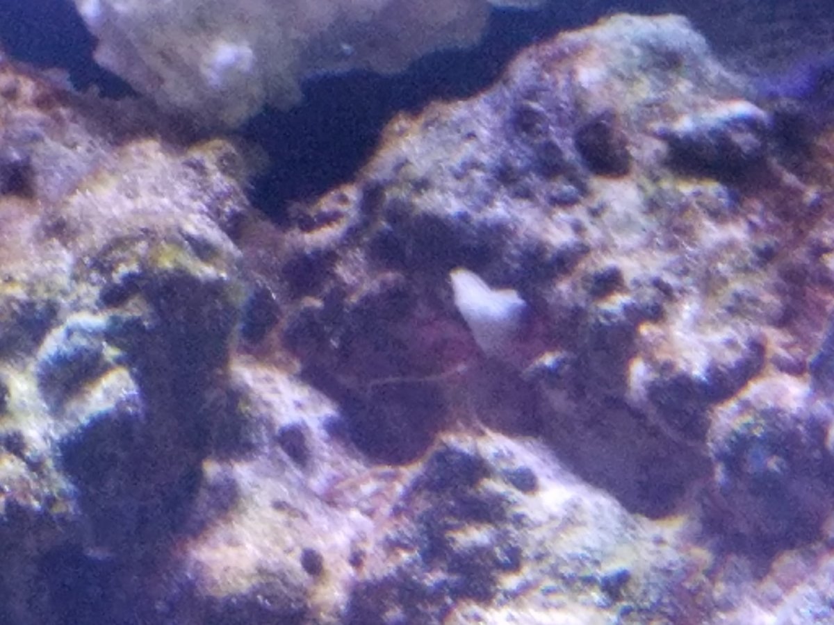 tiny_starfish_2.jpg