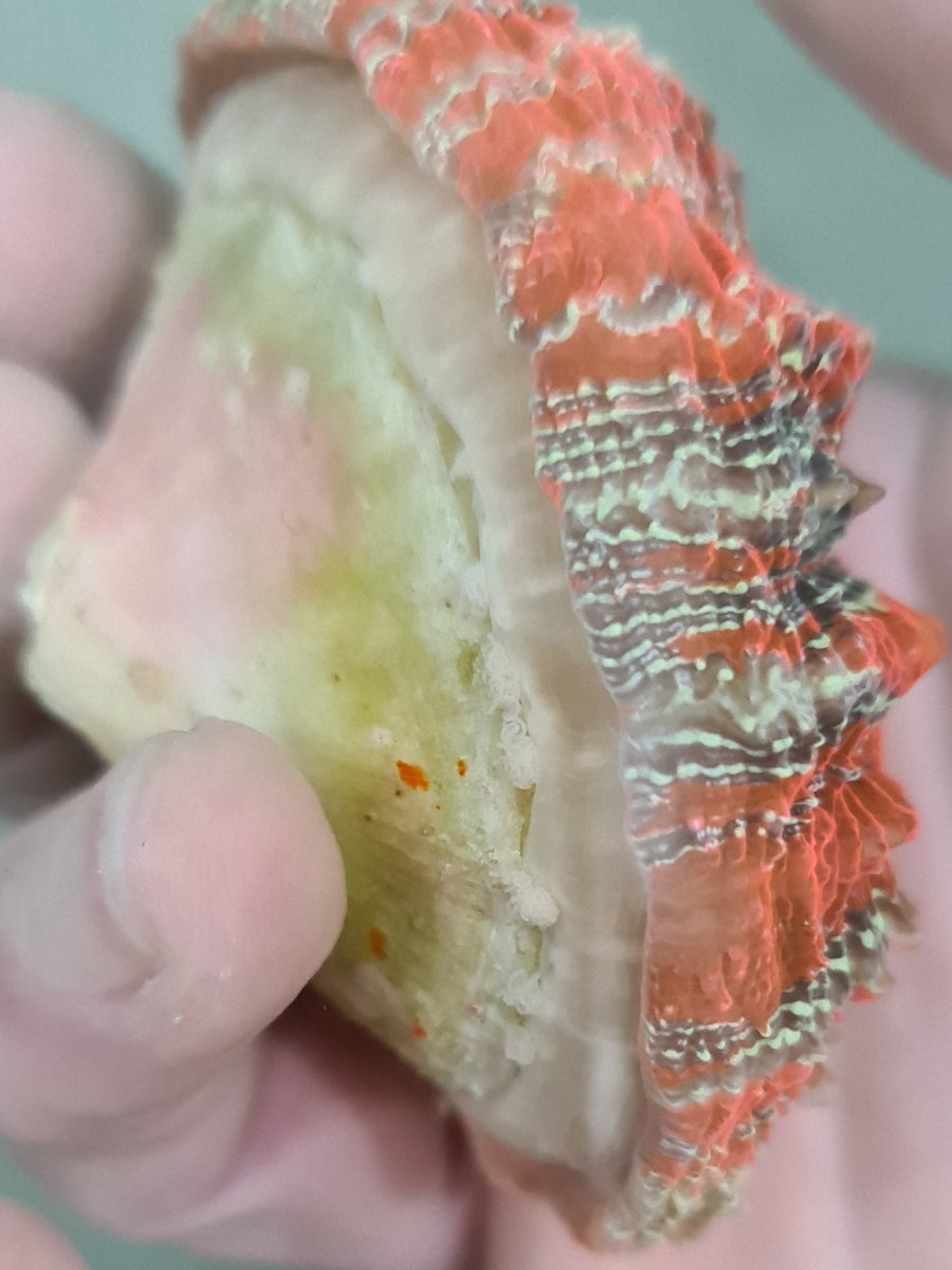 tissue edge.jpg
