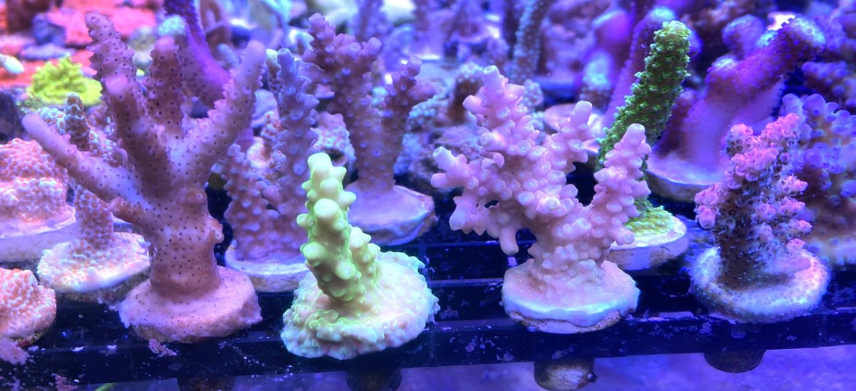 Ohio - Live Goods - Two Big OVERGROWN Acro Packs - Popular & High end ...