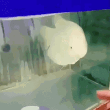 tmp.gif