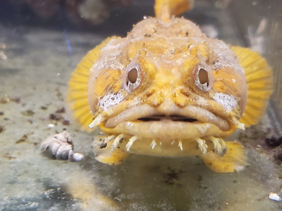 toad.jpg