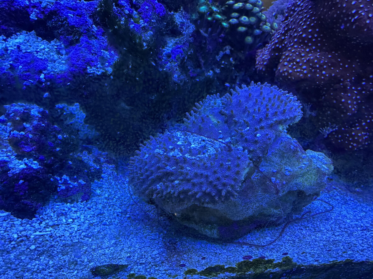 toadstool 6.jpg