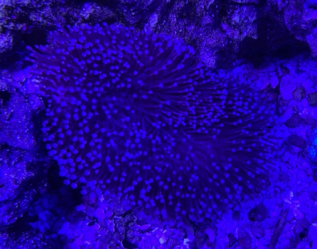 Florida - Softies, shrooms, a digitata and an acan | Reef2Reef