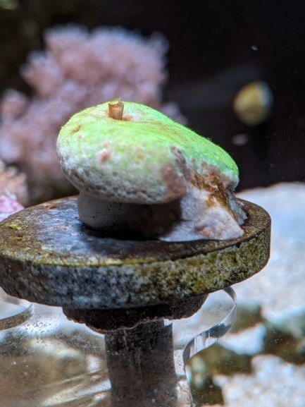toadstool.jpg