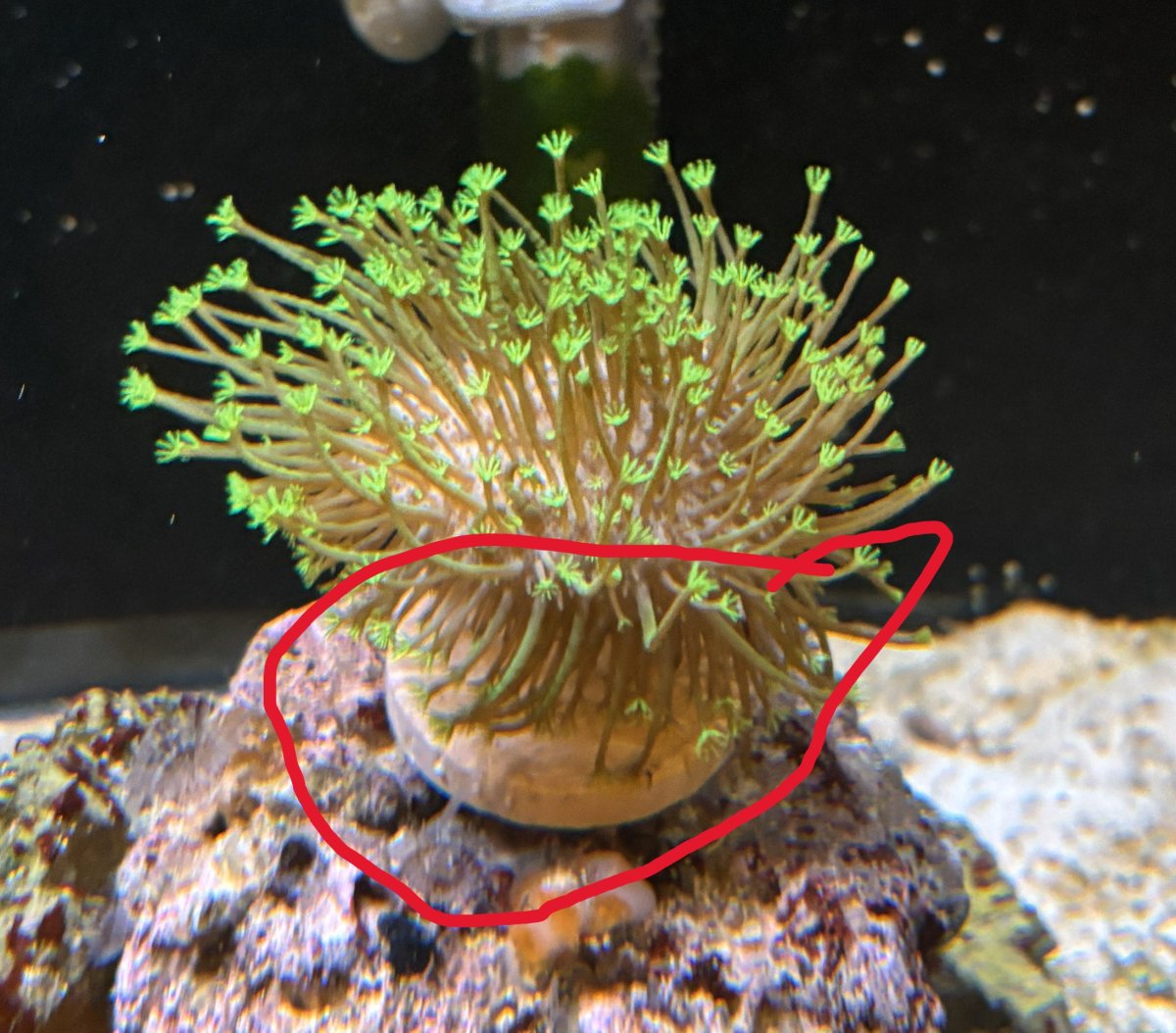 toadstool.jpg