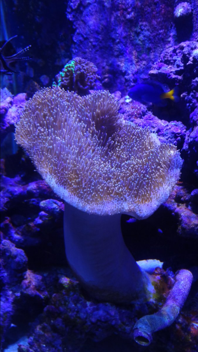 Toadstool.JPG