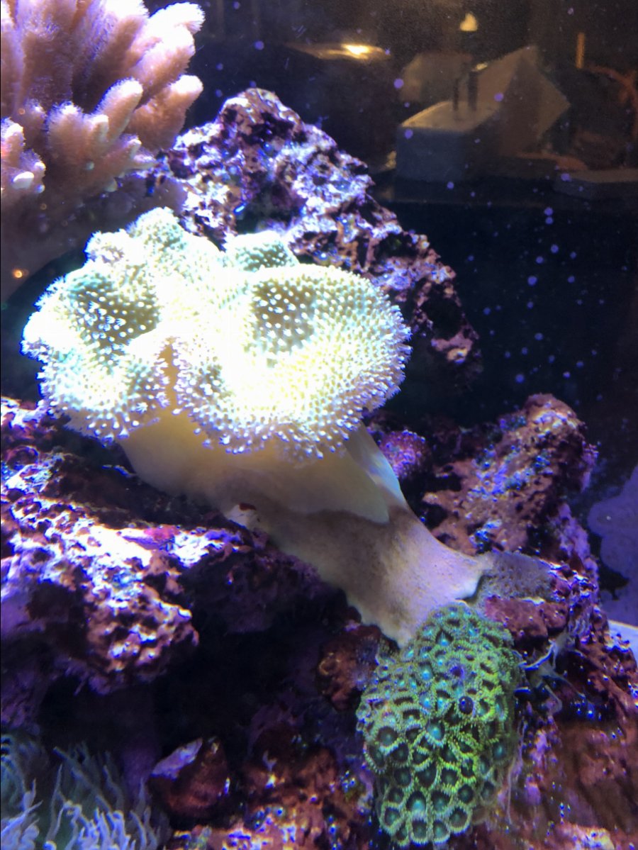 toadstool.jpg