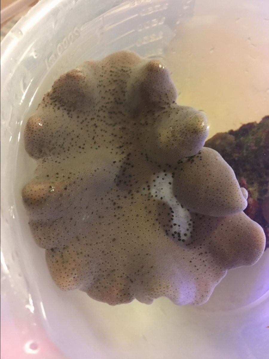 toadstool.jpg