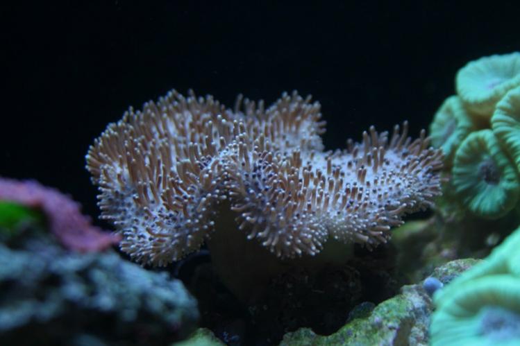 toadstool leather.jpg