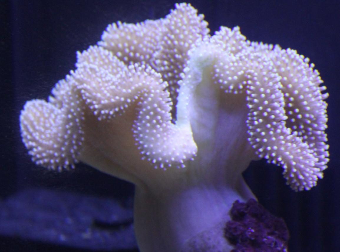 Toadstool Leather.jpg