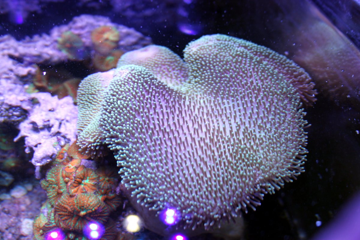 toadstool leather.JPG