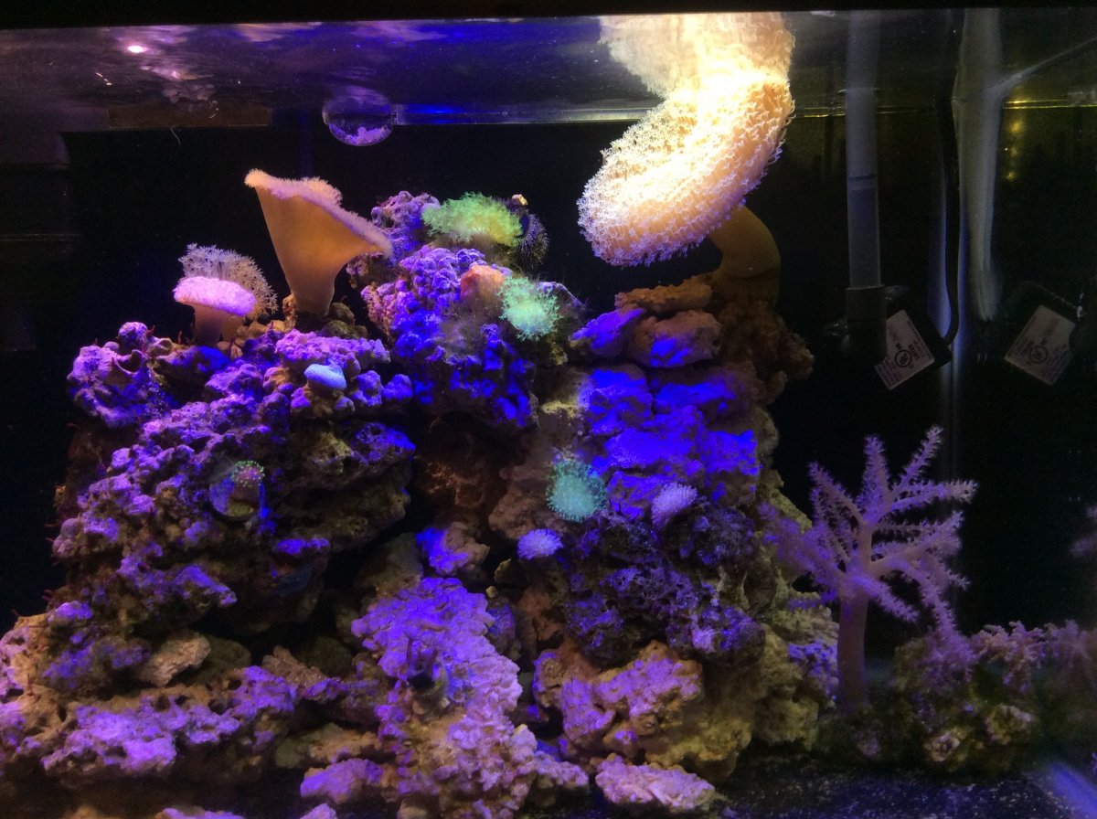 toadstool tank 6-3-16.jpeg