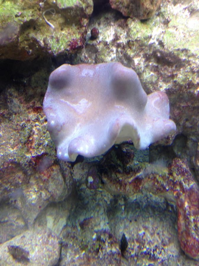 toadstool1.jpg
