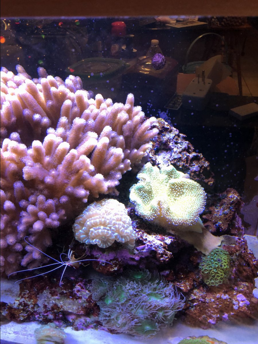 toadstool2.jpg